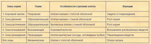 (заполните таблицу) зона деления зона растяжения зона всасывания проводящая зона (особенности строен