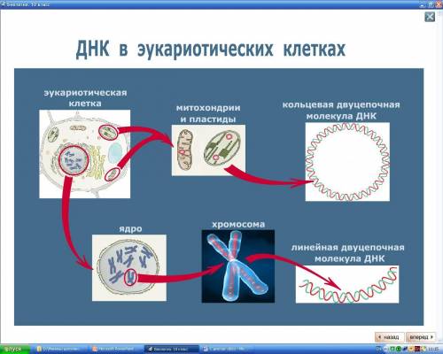 Вспомните строение хромосомы бактерий.чем она отличается от хромосомы эукариот?