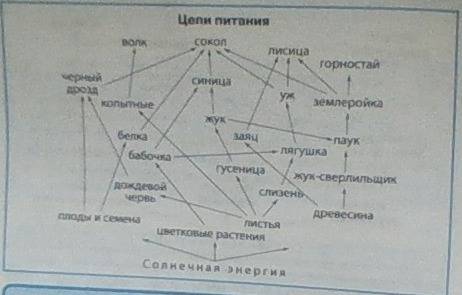 Растительный и животный мир тип лесной описание