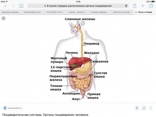 Вкаком порядке расположены органы пищеварения?