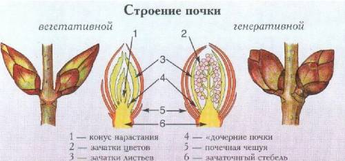 Внешние различия вегетативных и генеративных почек.