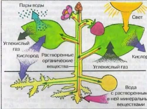 Ввиде схемы изобразите процесс образования и выделения веществ из организма растений