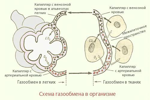 Системы принимающие участие в транспортировки кислорода в организме человека?