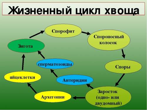 Можете подсказать половое размножение хвоща. 10б 6 класс биология