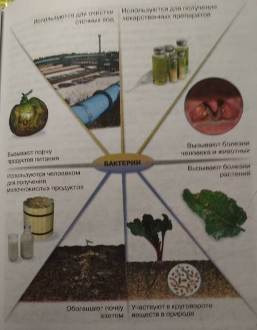 Сообщение на тему: роль бактерий в природе и жизни человека