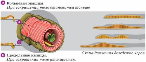 Органы движения у беспозвоночных точнее у медузы и дождевого червя надо! 30 если дадите правильный о