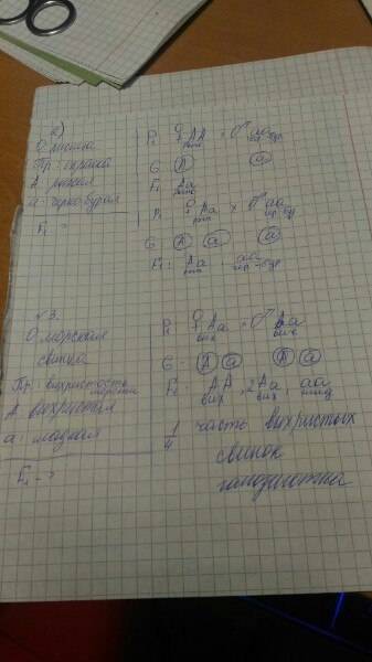 На завтра нужно! решить . 1)какое получится по генотипу и фенотипу потомство, если скрестить розовоп