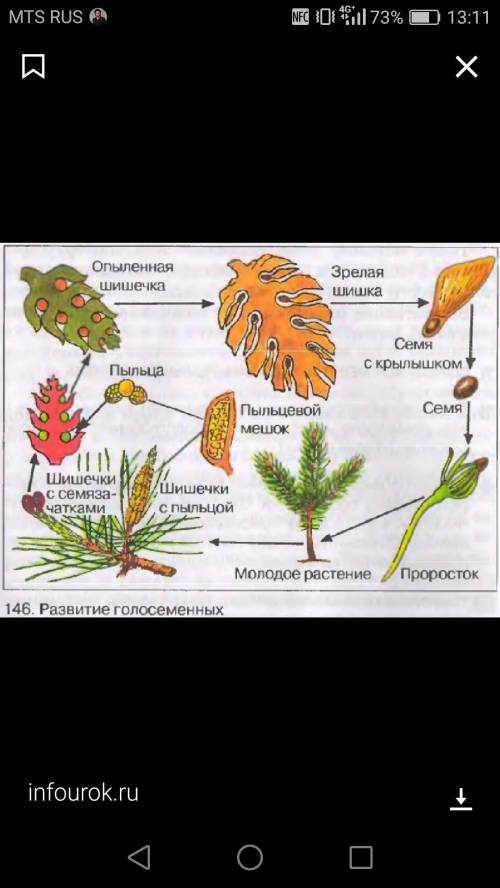 Опишите жизненный цикл голосеменных растений