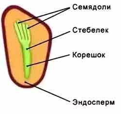 Рассмотрите семя сосны.определите,есть ли у него специальные при для прикрепления к семенной чешуе.у