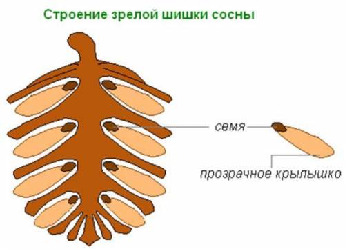 Рассмотрите семя сосны.определите,есть ли у него специальные при для прикрепления к семенной чешуе.у