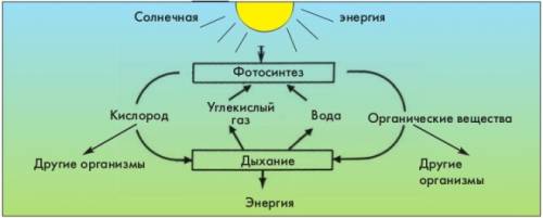 Подпишите под стрелочками и впишите в прямоугольники необходимые термины, и у вас получится схема, в