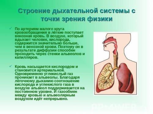 Объяснить с точки зрения , почему человек может дышать?