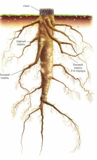 Особенности трубчатой корневой системы