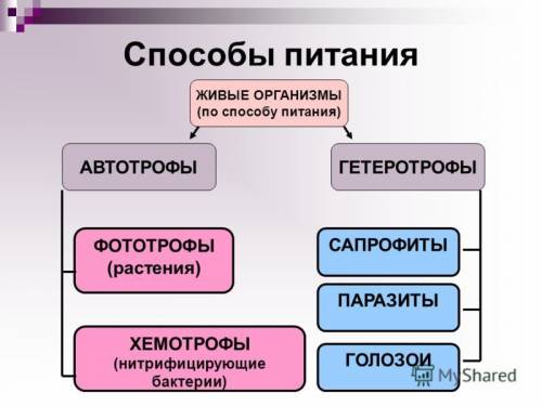 20 ! напишите питания автотрофных растений с примерами.