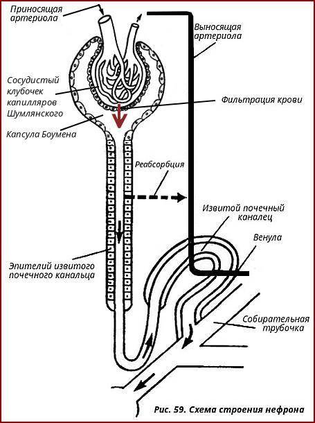 Фильтрация в процессе мочеобразования это-?