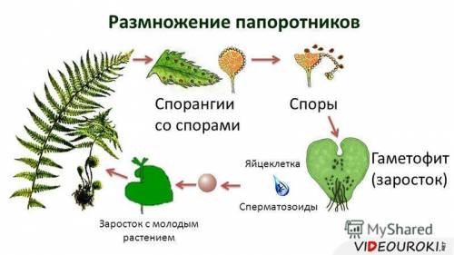 Вчем заключаются различия между папоротником -щитовым и пижмой обыкновенной