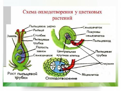 Вчем заключаются различия между папоротником -щитовым и пижмой обыкновенной