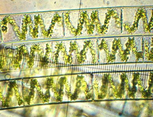 Закончите предложение водоросль спирогиры похожа