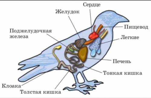 где расположены органы птиц(строение)