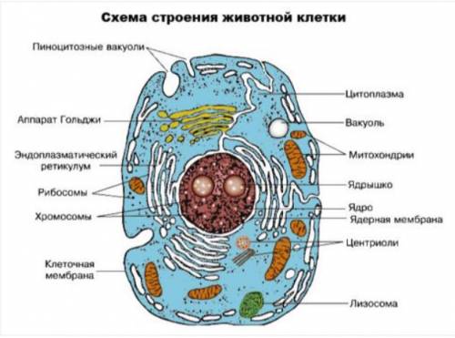 Охарактерезуйте строение животной клетки