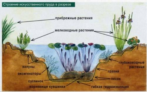 Ярусность пруда. напишите ярусы пруда