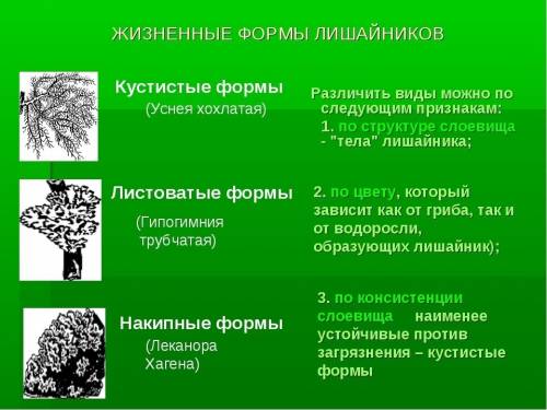 Доклат по биологии 5 класс про мхи и лишайники