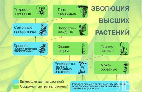 Ссочинением на тему,, вывод об вышем уровне розвития покритосеменных в сравнении с папоротником