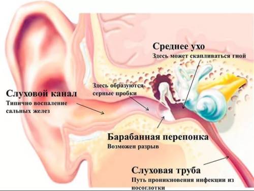 Вкакой части начинается слуховой проход