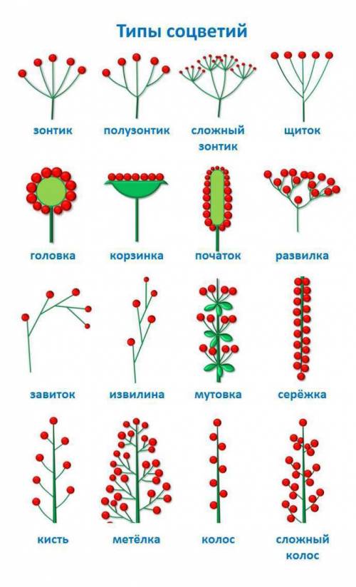 Распишите все о подорожнике большом : тип стебля высота стебля форма листа жилкование длина листа ши