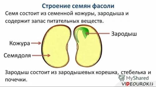 Расположение питательных веществ в семени томата