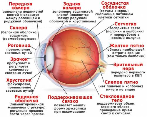 Какая часть глаза выполняет функцию, аналогичную функции фотопленки в фотокамере?