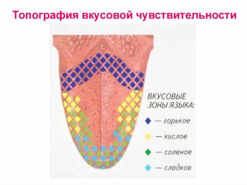 Какие зоны чувствительности присутствуют на нашем языке, где они расположены?