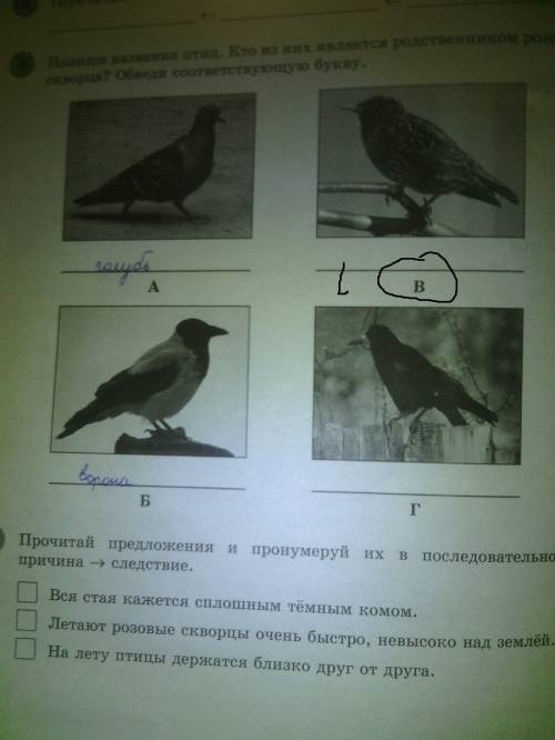 Напиши названия птиц. кто из них является родственником розового скворца? обведи соответствющую букв