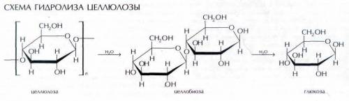 Напишіть рівняння гідролізу целюлози