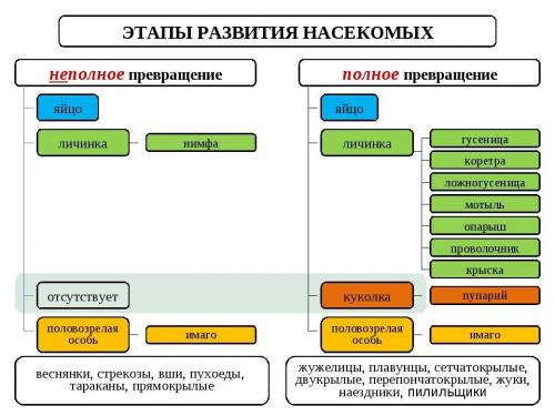 4. (а) перечислите два типа развития насекомых. (b) (i) укажите черты сходства между двумя типами ра