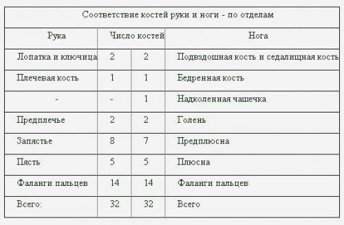 По таблице показать кости пояса верхних конечностей.