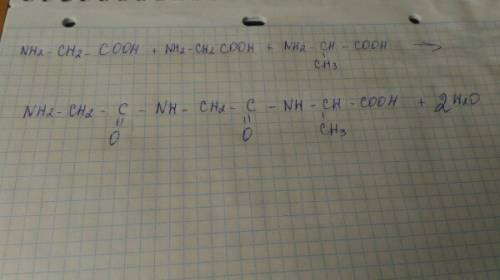 Напишите уравнение образования трипептида из молекулы аланина и двух молекул глицина