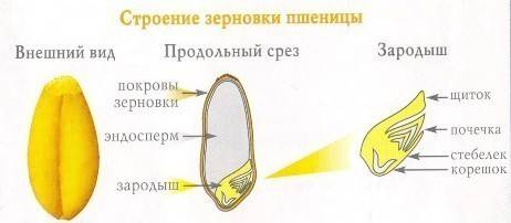 Изучить строение семени фасоли и пшеницы