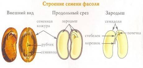 Изучить строение семени фасоли и пшеницы