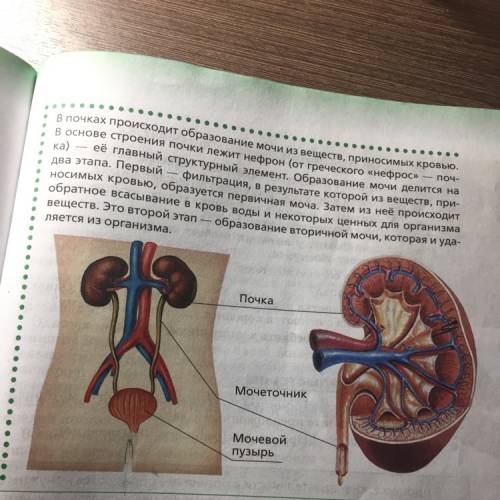 Образование и выделение мочи в организме