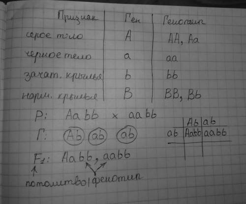 40 за решение и желательно за объяснение! ) скрестили гетерозиготную плодовую мушку дрозофилу по пер