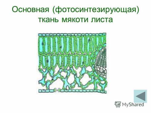 Зарисуйте 2-3 клетки фотосинтезирущей ткани листа