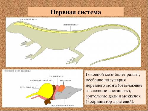 Обозначь верную характеристику нервной системы рептилий: 1)лестничного типа 2)разбросано-узлового ти