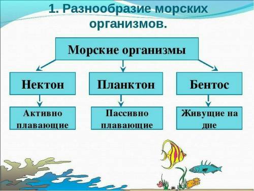 Три группы морской организации выделяемые образы их жизни.