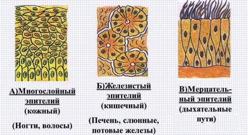 Эпителиальная ткань человека. её строение и функции. можно кратко