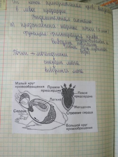 Мне вкратце класс земноводных, или амфибии