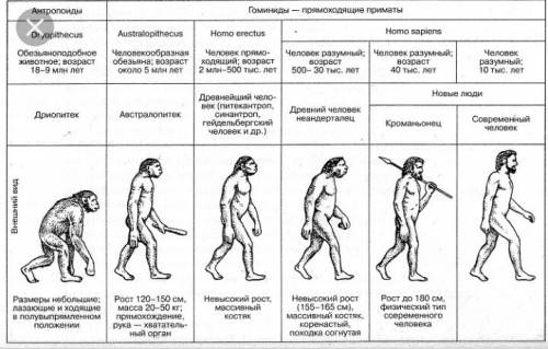 Интеллект-карта происхождение человека попробовать нарисовать или как-нибудь написать. 60 .