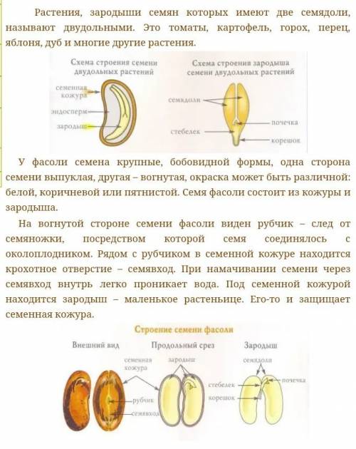 Можно ответ по биологии 6 класс строение семян двудольных растений?