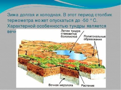 Доказать ,что строение корней зависит от среды обитания растения