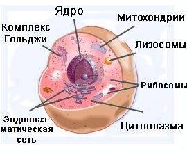 Клеточное строение и жизнедеятельность растения